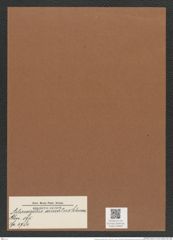 Actinocyclus arcuatus Schum. (de-Toni-Nr.: Genus 195, Species 4784) Zeichnungen Sammlung Grunow Mappe 04646 (Herbarium_W_Grunow_drawings_Folder_04646)